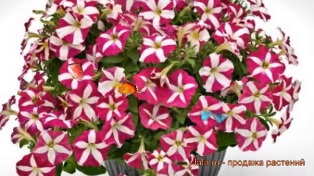 Петуния ампельная Саксесс Пинк Стар ? обзор: как сажать, семена петунии Саксесс Пинк Стар смотреть онлайн