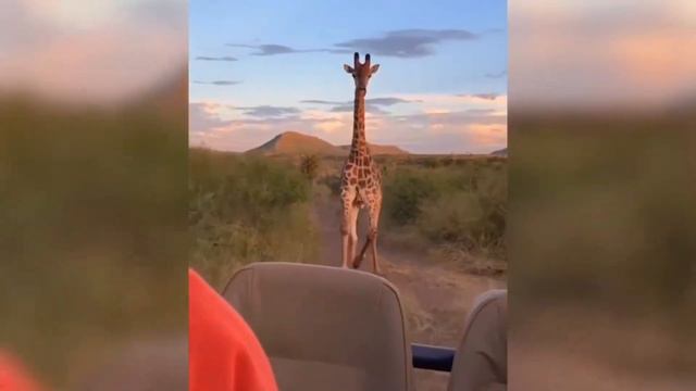 Прикольные животные Очень смешное видео смотреть онлайн