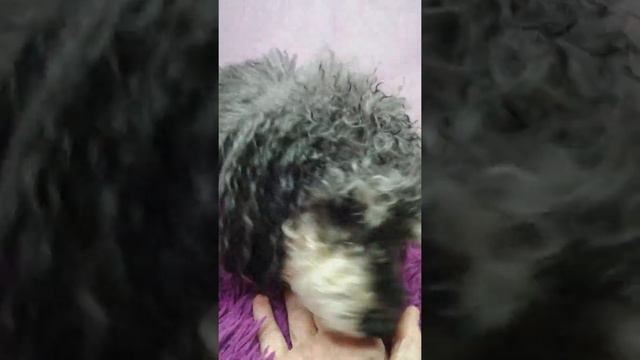 Из жизни Чарлика. Помирились.