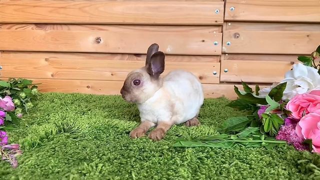 Ариант шоколадный рекс карликовый