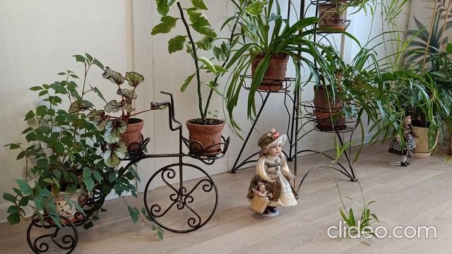 Вертикальное озеленение ч.1 смотреть онлайн