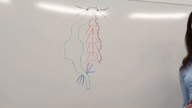 Видеоурок по биологии для учащихся 8 класса, учитель Януш Е.И. смотреть онлайн