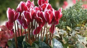 Почему у цикламена желтеют листья, когда он цветет