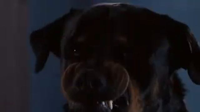 Как правильно разговаривать с собаками (из 