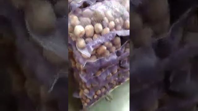 Картофель Коломбо Брянская область смотреть онлайн