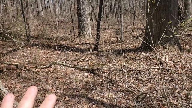 Morel Mushroom hunt 2023 in Kentucky. #morel #mushroom #hunting смотреть онлайн