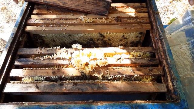 готовим в зиму пчел??? заставные ?пластины от клеща? смотреть онлайн