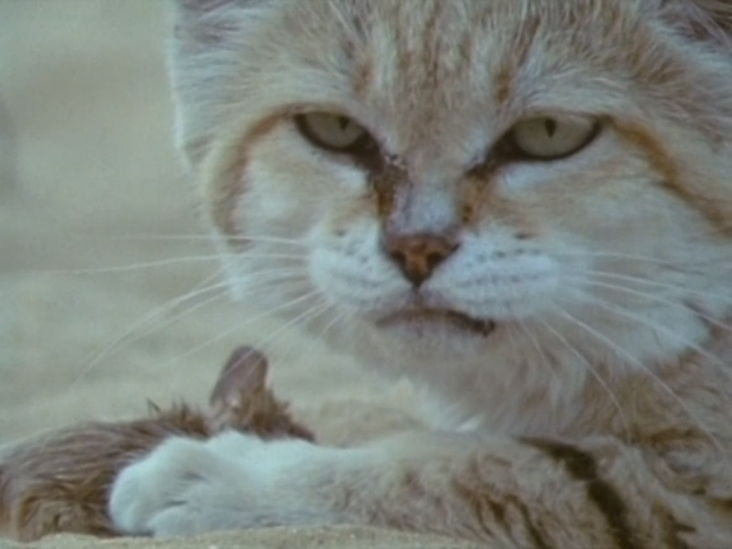 Живая планета (The Living Planet) смотреть онлайн