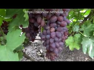 Очень ранние сорта винограда 2019. Малиновый супер и Краса Балок.