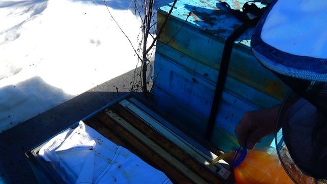 Стимулирующая подкормка пчелосемей смотреть онлайн