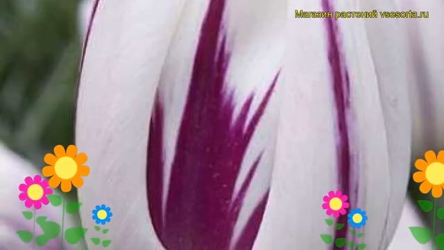 Тюльпан триумф Пылающий флаг. Краткий обзор, описание характеристик Flaming Flag смотреть онлайн