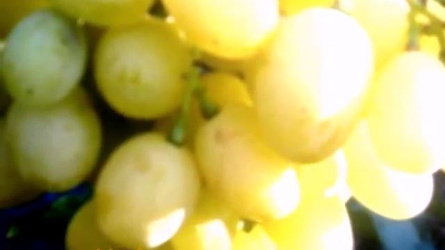 Виноград Благовест смотреть онлайн