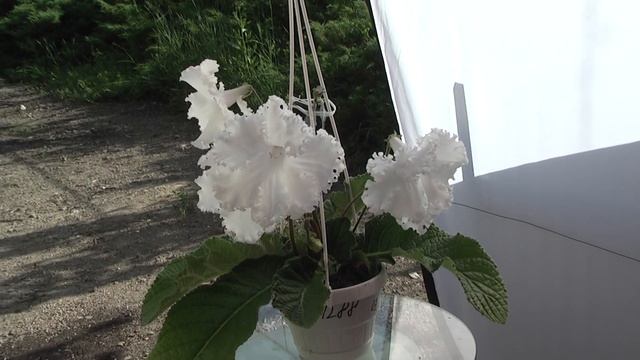 Streptocarpus DS-Лавина, 1288