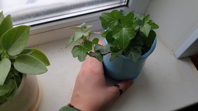 Зима 23: горные лыжи, мои растения и покупки смотреть онлайн