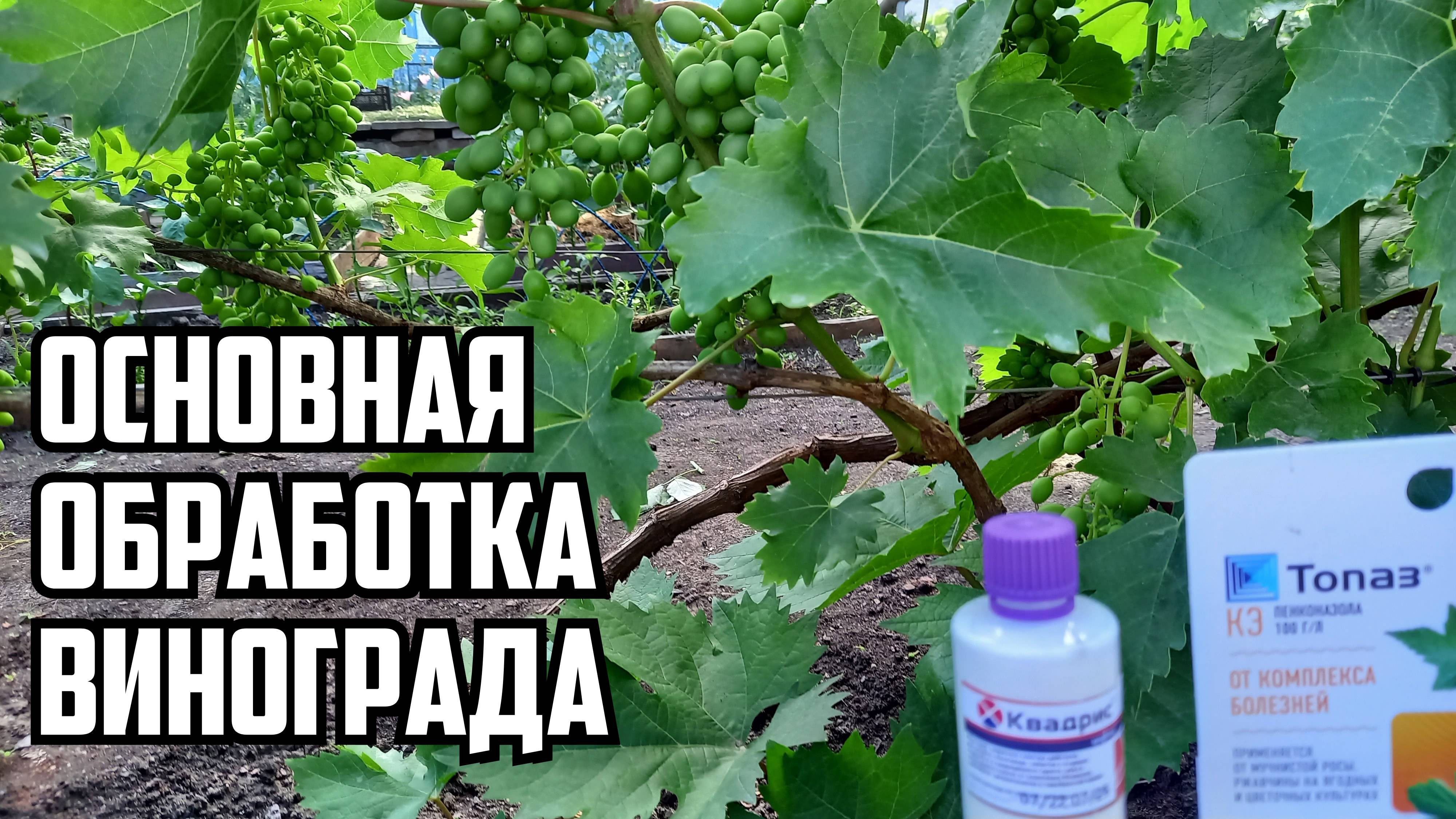ОСНОВНАЯ ОБРАБОТКА ВИНОГРАДА - после цветения. смотреть онлайн
