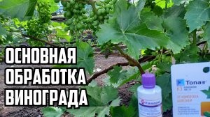 ОСНОВНАЯ ОБРАБОТКА ВИНОГРАДА - после цветения.
