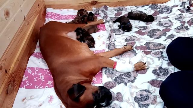 Таинственные ночи