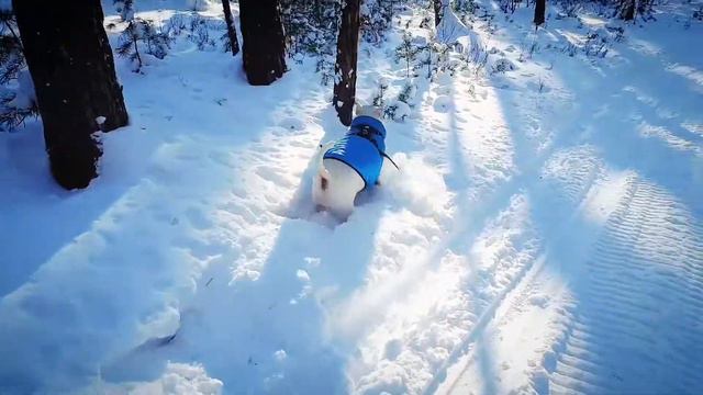 Гуляем.БУЛЬТЕРЬЕР ЦАРЬ смотреть онлайн