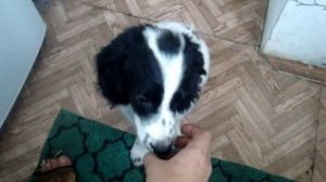 Русский спаниель Федя