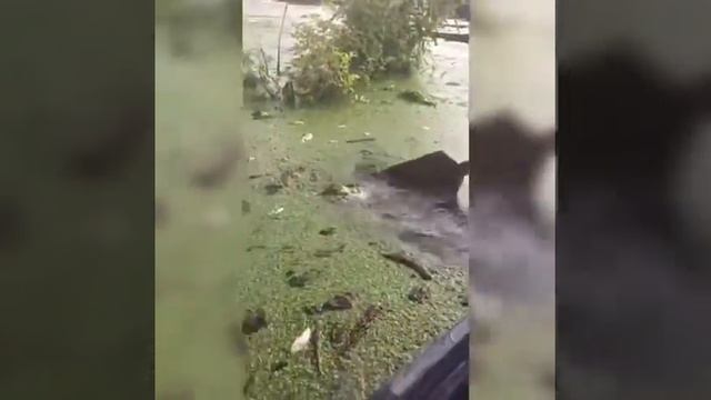 Массовая гибель рыбы на реке Оскол и Валуй 26.07.2018 смотреть онлайн