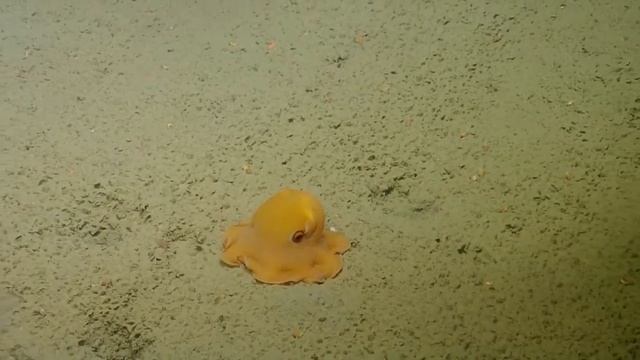 Осьминог Дамбо | Гримпотевтис | Grimpoteuthis Octopus | Octopus Dambo смотреть онлайн