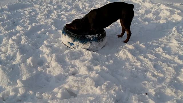 Ротвейлер 10мес. занятная игрушка😅 смотреть онлайн