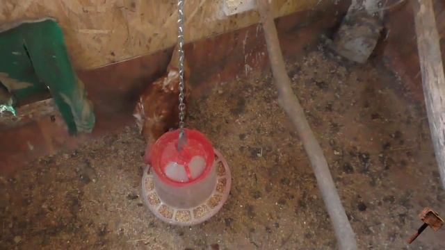 Содержание кур несушек в курятнике на даче смотреть онлайн