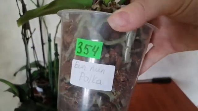 Распаковка посылки с Орхидеями? Растюхи про то ? ? ? Покупала Flora-36 в ВК смотреть онлайн