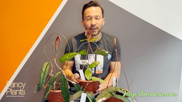 Hoya Collection: Meet Hoya Clemensiorum - What's The ONLY Thing I Don't Love About This Veiny Hoya?