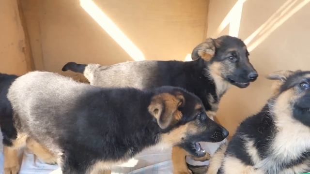 Маленькие и злые. Щенки Немецкой овчарки 2 мес. Small and evil. Puppies German Shepherd 2 months. смотреть онлайн