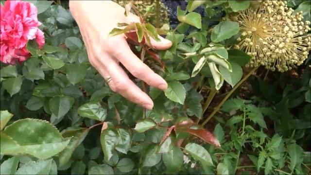 Чем обработать розы от мучнистой росы. Июль 3. смотреть онлайн