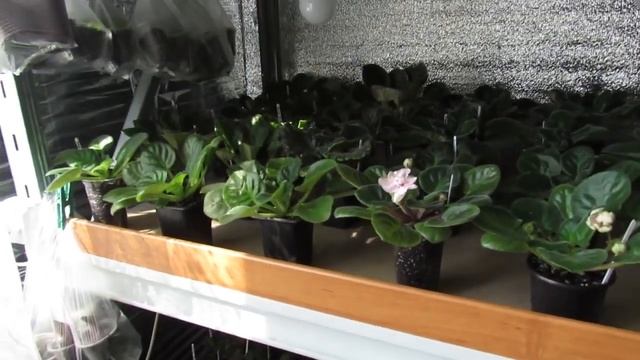 ПРЯЧЕМ ФИАЛКИ ОТ ПРЯМЫХ ВЕСЕННИХ СОЛНЕЧНЫХ ЛУЧЕЙ. смотреть онлайн