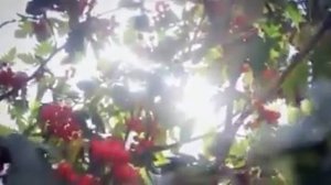 ах ночь голубая ночь сколько на небе звезд сколько в начале мая ты мне приносишь слёз