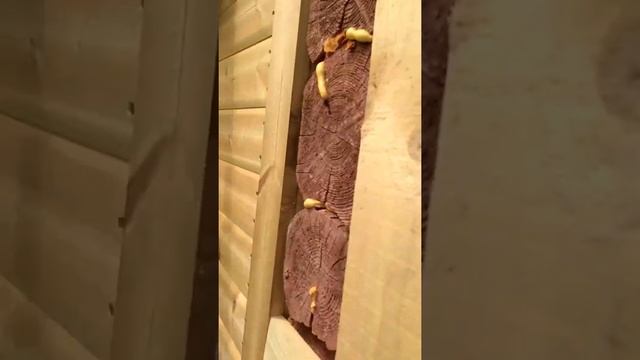 VID 20220706 123646По простому вывод угла у сруба.