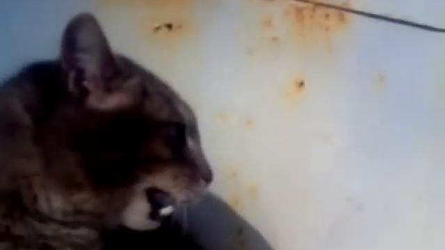 МАРТОВСКИЙ КОТЫ!!! смотреть онлайн