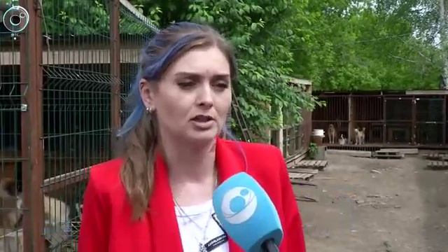 Приют Верный Друг г. Новосибирска смотреть онлайн