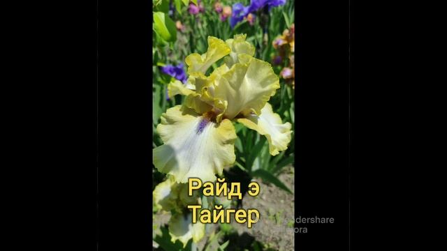 коллекция ирисов от Ворошиловой Анны Борисовны! Сорта от которых кружиться голова смотреть онлайн