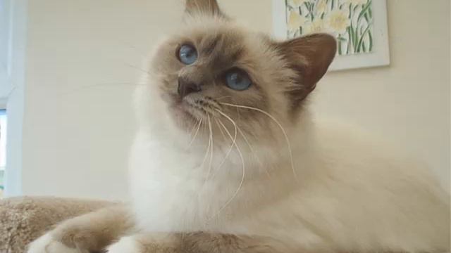 Birman Lilac | Picture Ideas Of Cats смотреть онлайн