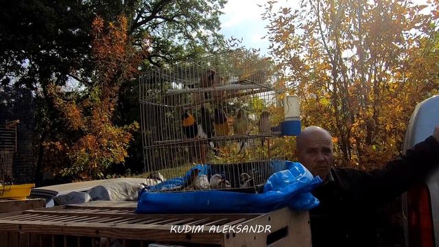 ВЫСТАВКА ПТИЦЫ .МЕЛИТОПОЛЬ .ОСЕНЬ 2018год