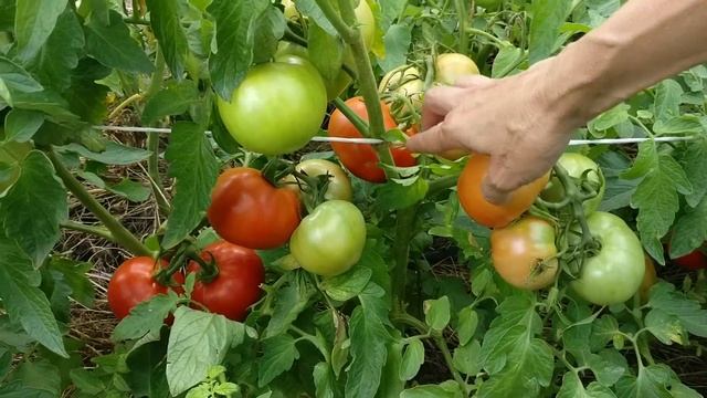 Семена Томатов 2021 - Томат СНЕЖНЫЙ БАРС смотреть онлайн