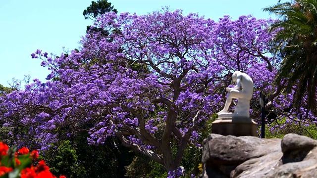 Sydney's Jacaranda TREES | GARDEN | Great Home Ideas смотреть онлайн
