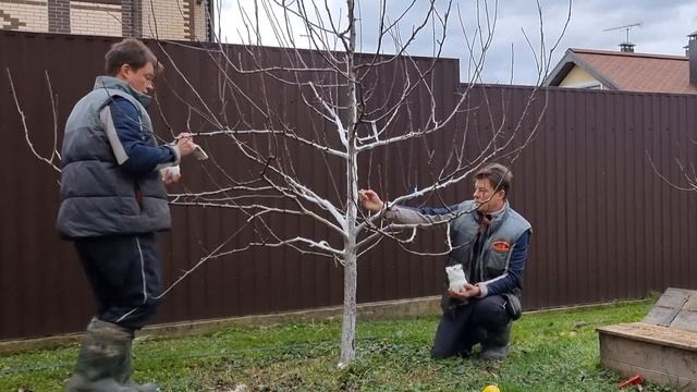 для чего белить деревья? смотреть онлайн