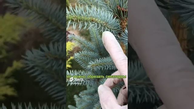 Поздняя прищипка ели, когда ещё можно ? 27 июня #garden смотреть онлайн