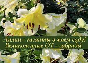Лилии гиганты в моем саду. Великолепные ОТ гибриды.
