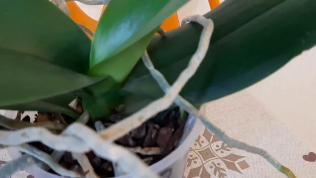 Банановый чай для орхидей.Спасибо вам, мои друзья.Принц скучает,развлекаю,как могу. смотреть онлайн