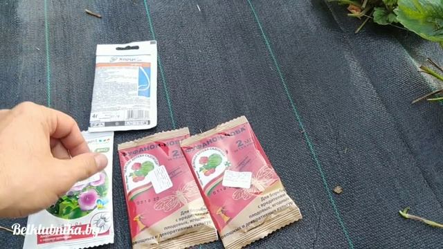 Клещ на клубнике. Как обнаружить без микроскопа_ Belklubnika.by.mp4 смотреть онлайн