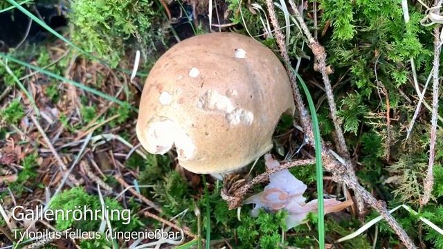 Pilze im August | 01.08.2019 | Zurückhaltender Start in den Pilzmonat August смотреть онлайн