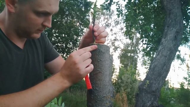 Прививка грецкого ореха летом на маньчжурский, грецкий, прививка взрослого ореха, Walnut Grafting смотреть онлайн
