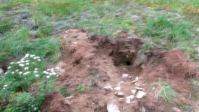 ЕВРАЖКА. Так на Камчатке называют американского или берингийского суслика. смотреть онлайн