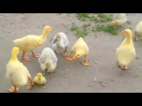 КАК УТКИ ГРОЗУ ПЕРЕЖИЛИ / ВЫВОД ЛАВАНДОВЫХ УТЯТ / БАССЕЙН ДЛЯ ГУСЯТ смотреть онлайн